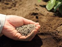 【肥料の種類一覧】肥料の三要素や農作物に必要な理由、使い分け方などを詳しく解説