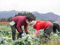 【農業体験 in 福島県相双地域】地域農業にかける農業人の力強さを実感！行政のサポートが手厚い相双地域で目指す独立就農