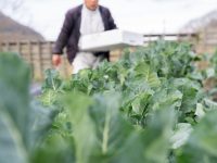 需要高まる冷凍野菜。原料の国産化は「生鮮＋冷凍」がカギ 【連載】需要から見た農業