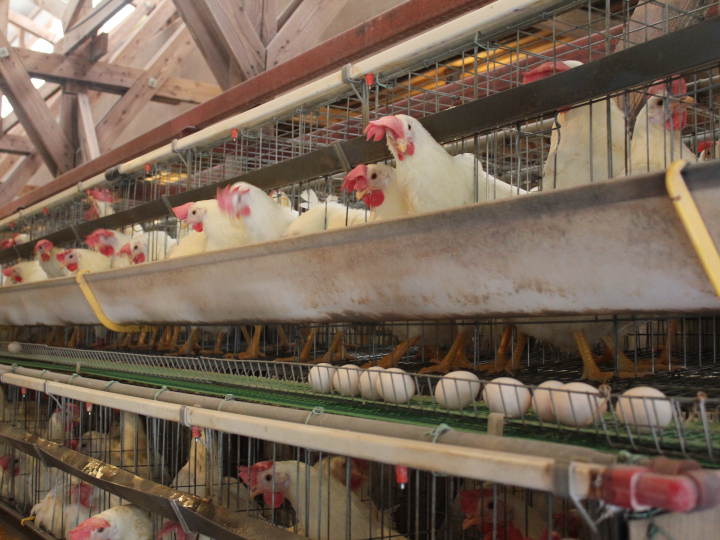 飼料高騰と鳥インフルが直撃、難局が続く養鶏場の経営