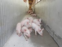 【インターンシップ募集】豚も人も地域もみんな幸せに！総合商社が運営する養豚場