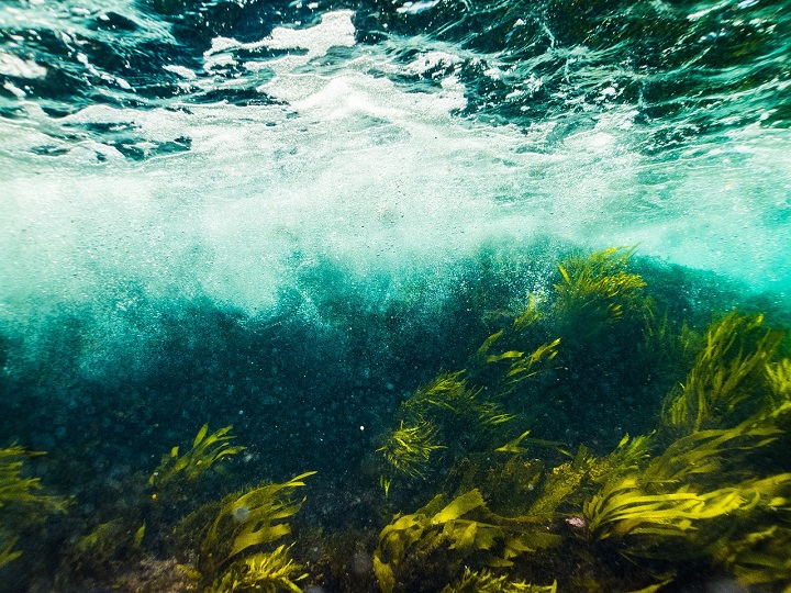 海底の海藻