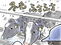 酪農漫画「うしだらけの日々」 第47話 寒い冬のつらい作業
