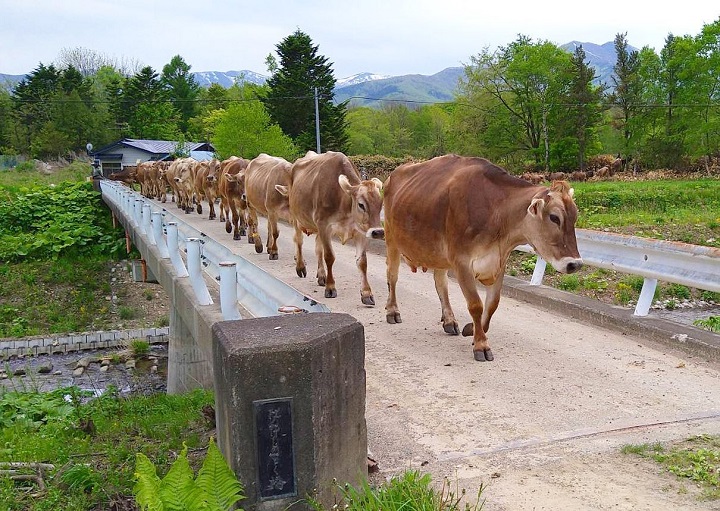 牛の行列