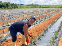 沖縄県で農業版ワーケーションのモデルを実証。収穫期の短期雇用の安定化を目指す