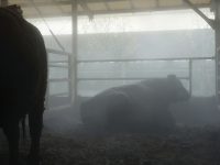 日本一の和牛を育てた匠に聞く、畜舎冷房の重要性。チャンピオン牛の肥育に貢献した『霧』の存在とは!?