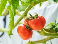 プロもうなる高糖度トマトを栽培。安価なのに高機能な環境制御システムをフル活用して3年目の躍進を誓う