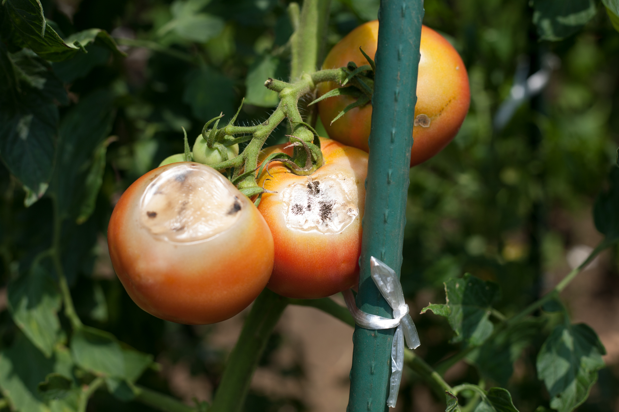 Mark of feeding damages by Thysanoptera on tomato