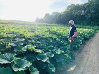 年に3回の収穫を実現。北海道と九州の2拠点でカボチャを栽培する農家の挑戦