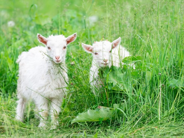 畑の草むしり担当はヤギ。エコな除草、草刈り方法のポイントを実践農家に聞く