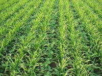 雑草対策が土壌改良や収量増加につながる!?  雑草研究の第一人者に聞く！リビングマルチの効果！