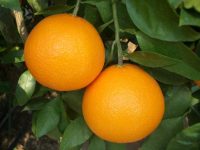 柑橘の付加価値を高める施設栽培　正品率、栽培技術の向上にも一役
