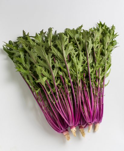 赤紫の水菜 スターターセット