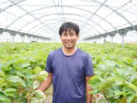 日本初の「イチゴ周年生産」を目指す　成り疲れを抑制し糖度アップを実現した新しい資材とは