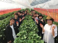 日本初の「いちご学科」が栃木県に誕生。トップ産地で学ぶ充実のカリキュラムと就農サポートに注目！【4期生募集中】
