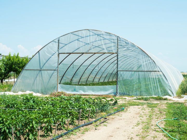 ハウス栽培では湿度管理を徹底する