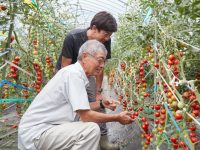 岩手県一関地方の就農サポート体制と若きミニトマト生産者の躍進が描く、成功へのプロセス
