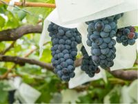 【秋の味覚】ブドウ栽培とワイン製造で耕作放棄地対策。成功なるか。