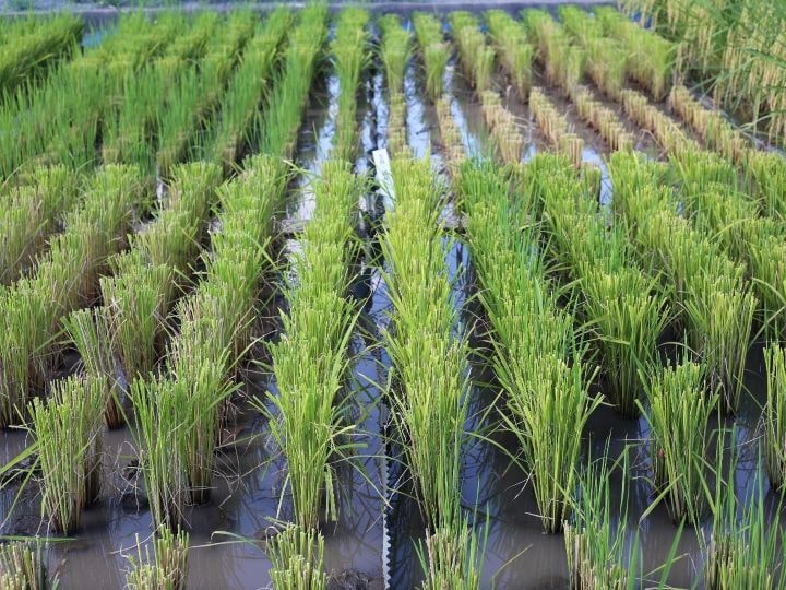 反収1トンをかなえる再生二期作、“地球沸騰化”を逆手にとる多収米栽培法とは