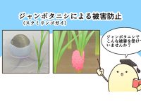 マンガ【第1話】急増する水稲のジャンボタニシ被害。防除チャンスは春と秋、石灰窒素で一掃！