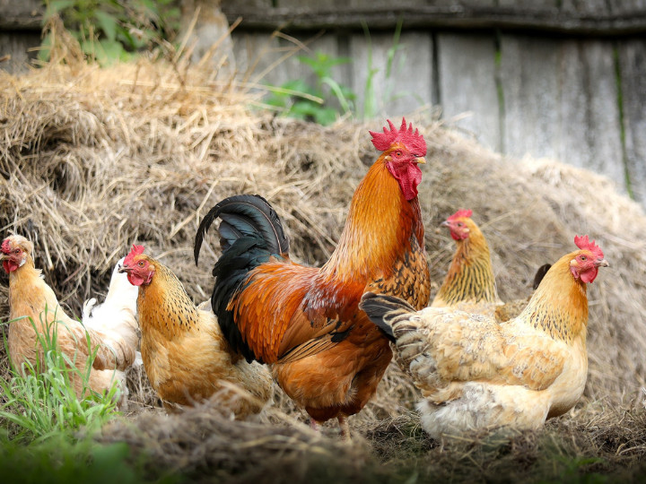 今年も鳥インフルエンザの季節が間近に。卵価格に与える影響は？