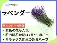 【農家が解説するラベンダーの育て方】畑・プランターごとの栽培方法や注意点も紹介