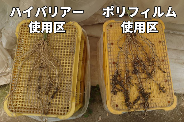 同じ埼玉県内キュウリ農家での試験結果。ネコブセンチュウ被害の少なさが一目瞭然。