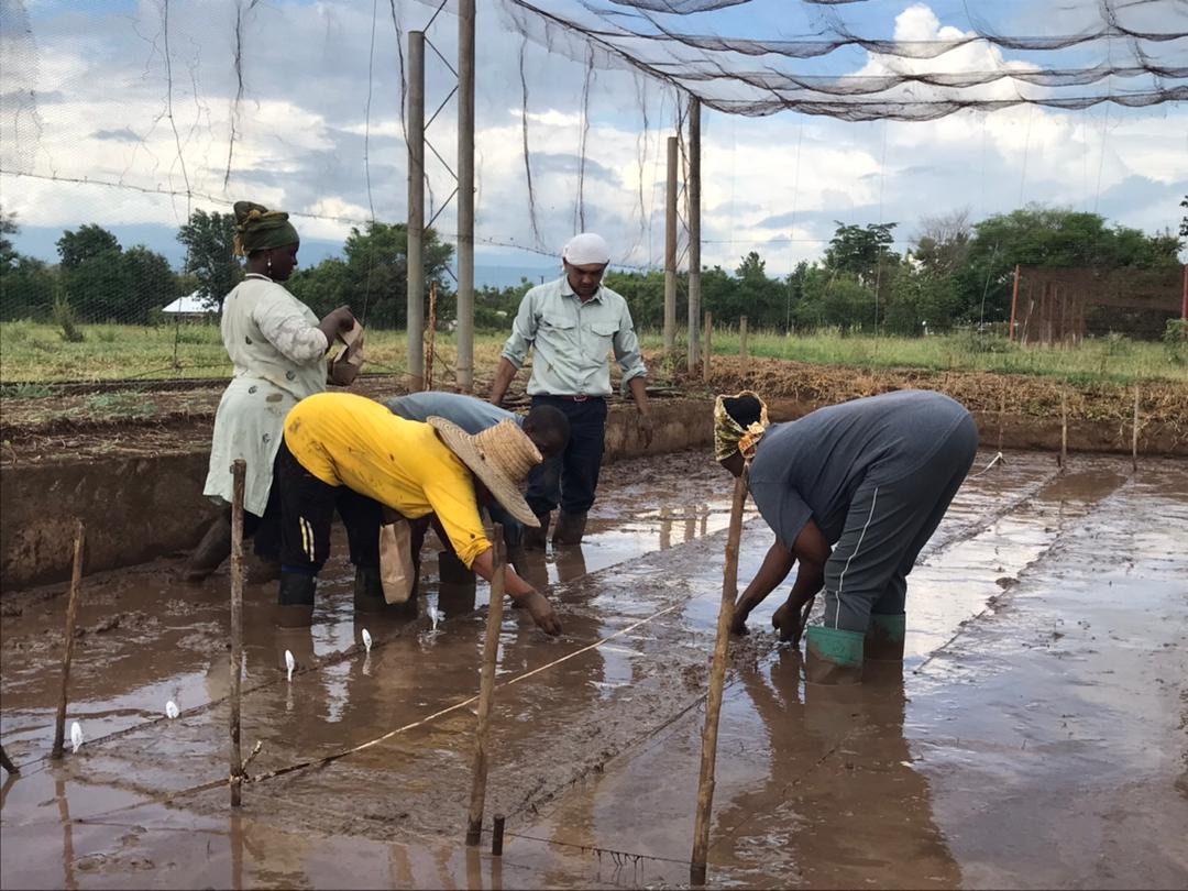 修正稿で追加　栗原さんがタンザニアの農家さんに稲作指導をしている様子