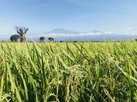 水田がゾウに踏みつぶされる国で稲作は発展する？　世界の穀倉地を目指すタンザニア