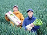 鳥取県で白ネギ栽培の仲間を募集中！ 就農1年目の生産者と指導農家を訪問