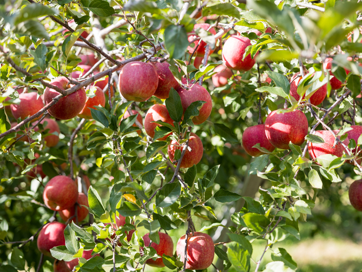 植物本来が持つ力を強くし、高品質なりんごを栽培する　確かな品質と収量で評判の鬼八りんご園