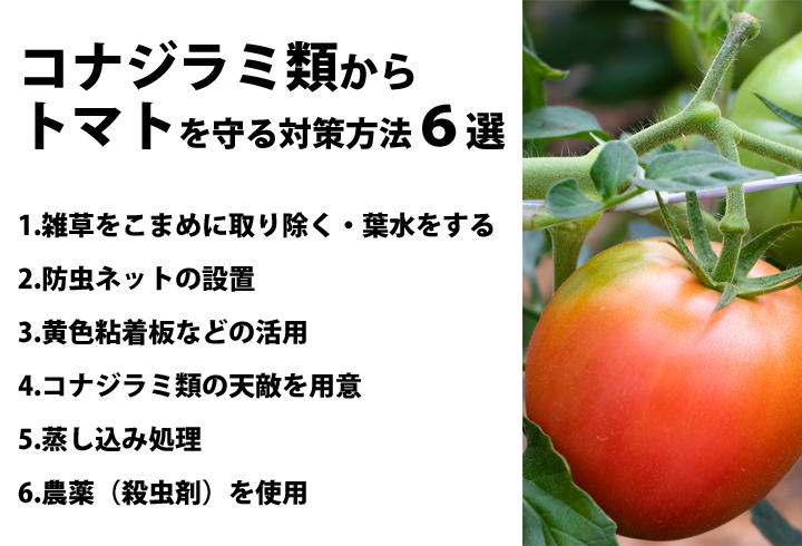 トマトの写真とコナジラミを守る方法について