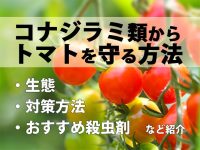 コナジラミ類からトマトを守る対策方法6選！生態・被害・おすすめ殺虫剤など紹介
