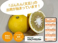 青果市況情報アプリ「YAOYASAN」で旬の「ぶんたん（文旦）」の価格をチェック！