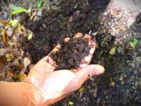 落ち葉堆肥の作り方～消費者を巻き込む堆肥作りで地域野菜のファン獲得～