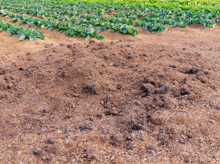 牛ふん堆肥とは？　正しい使い方やまく量の目安を農家が解説