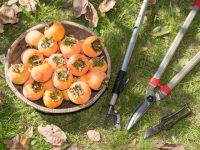 柿の木の剪定（せんてい）方法を農家が解説！　必要な道具や効果的なやり方を伝授