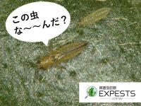 病害虫診断アプリ「EXPESTS（エクスペスツ）」この害虫な～んだ？と思ったらすぐ診断！！