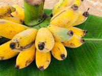沖縄のバナナと輸入バナナはどう違う？　リピーター続出の沖縄バナナの魅力と課題