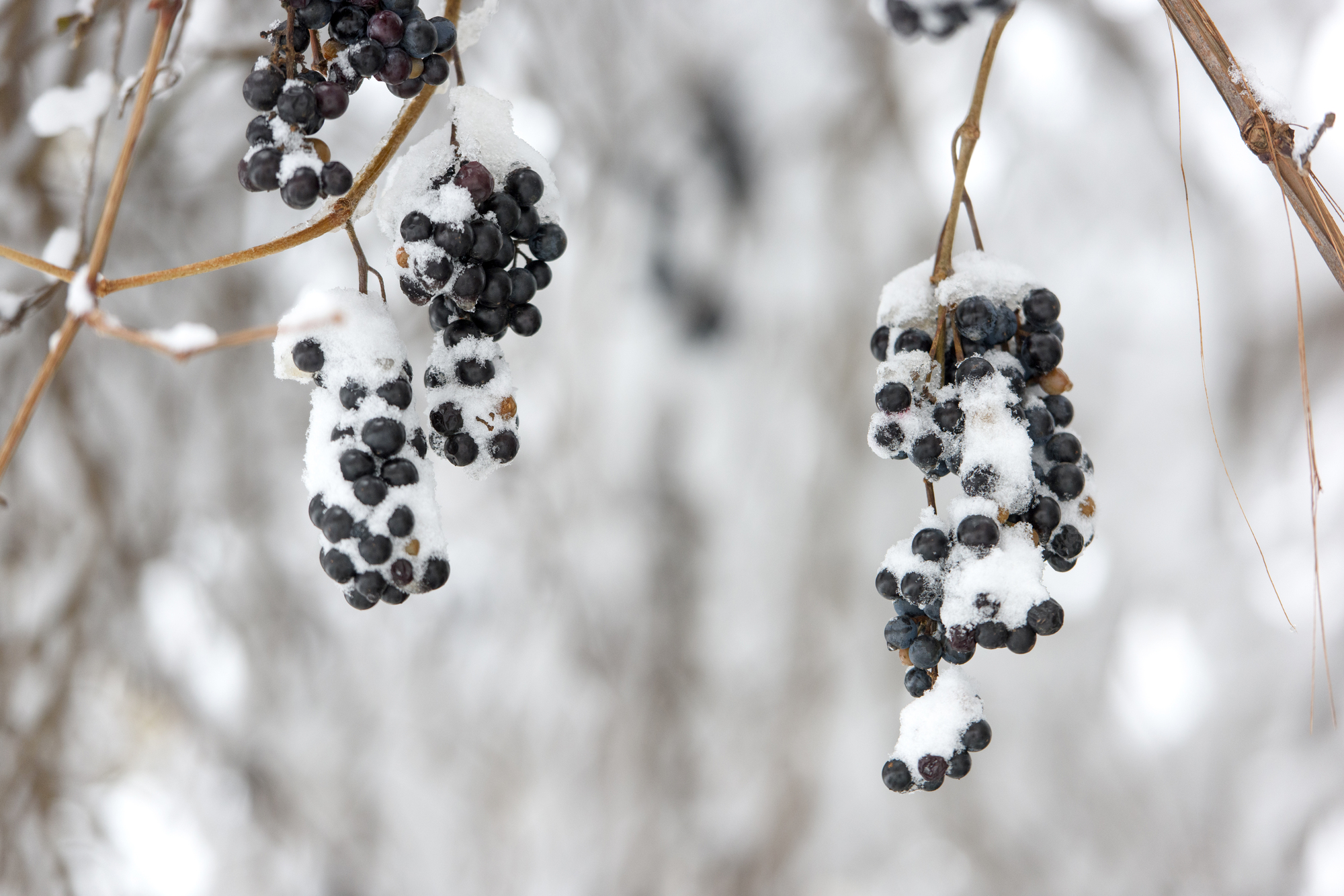 Vine grapes covered snow in garden. cloudy day