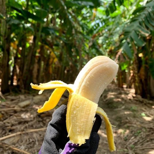 丁寧に育てたバナナ