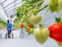 イチゴ農家必見！猛暑や害虫対策に強い日本ワイドクロスの商品とは？