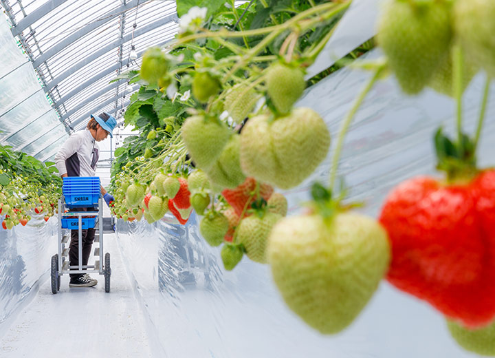 イチゴ農家必見！猛暑や害虫対策に強い日本ワイドクロスの商品とは？