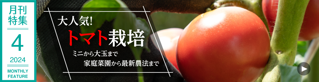 大人気！　トマト栽培