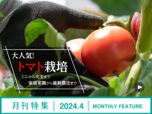 トマト栽培【月刊特集2024年4月】