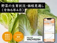 2月下旬以降の低温により葉物野菜の価格が値上がり！？青果市況情報アプリ「YAOYASAN」で毎日の価格をチェック！