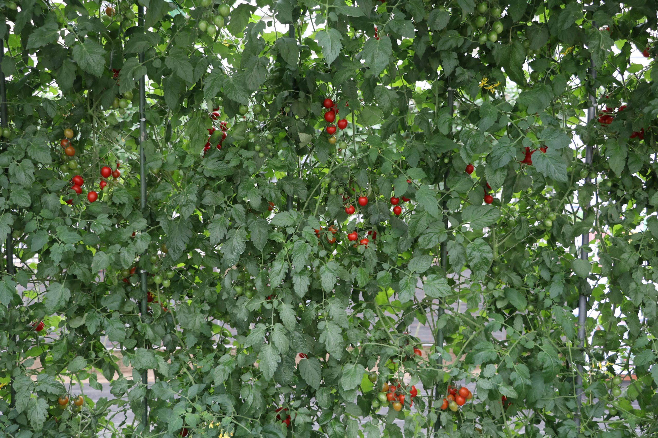 ジャングルトマト圃