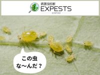 野菜に発生するこの害虫な～んだ？と思ったらすぐ診断！! 病害虫診断アプリ「EXPESTS（エクスペスツ）」