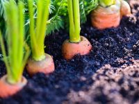連作障害対策で土壌改良するおすすめの方法は？メリットやおすすめの有機肥料を紹介