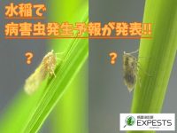 病害虫診断アプリ「エクスペスツ」田植えシーズン到来！病害虫発生予報で発表された“稲で注意すべき害虫”とは！？